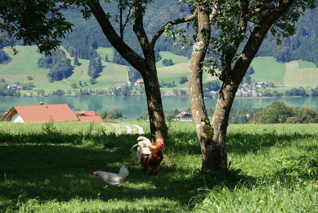 Ferienhof Edtmeier Zell am Moos Kültér fotó